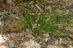 Slender woodland sedge